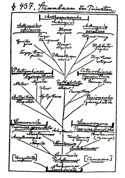 Ernst Haeckel's tree of life