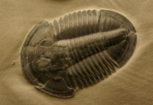 Asaphiscus Wheeleri fossil